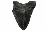 Bargain, Fossil Megalodon Tooth - South Carolina #368498-1